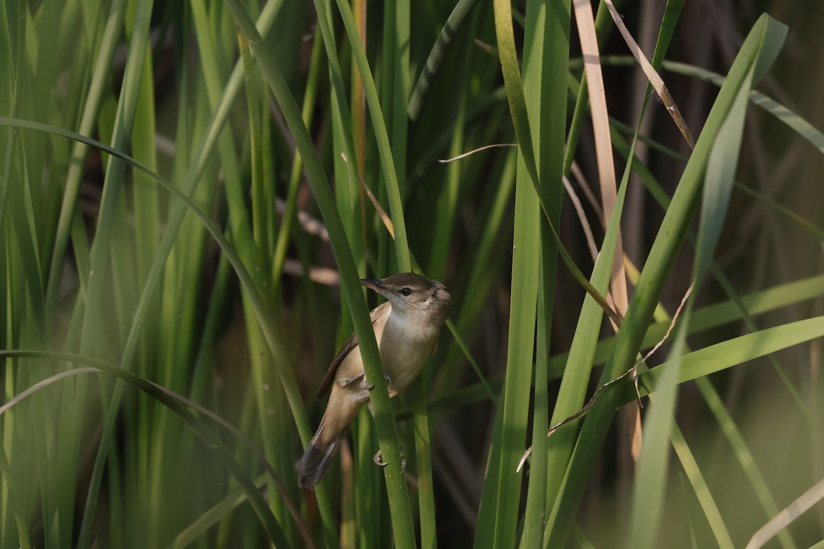 קנית אפריקנית - ML647810596