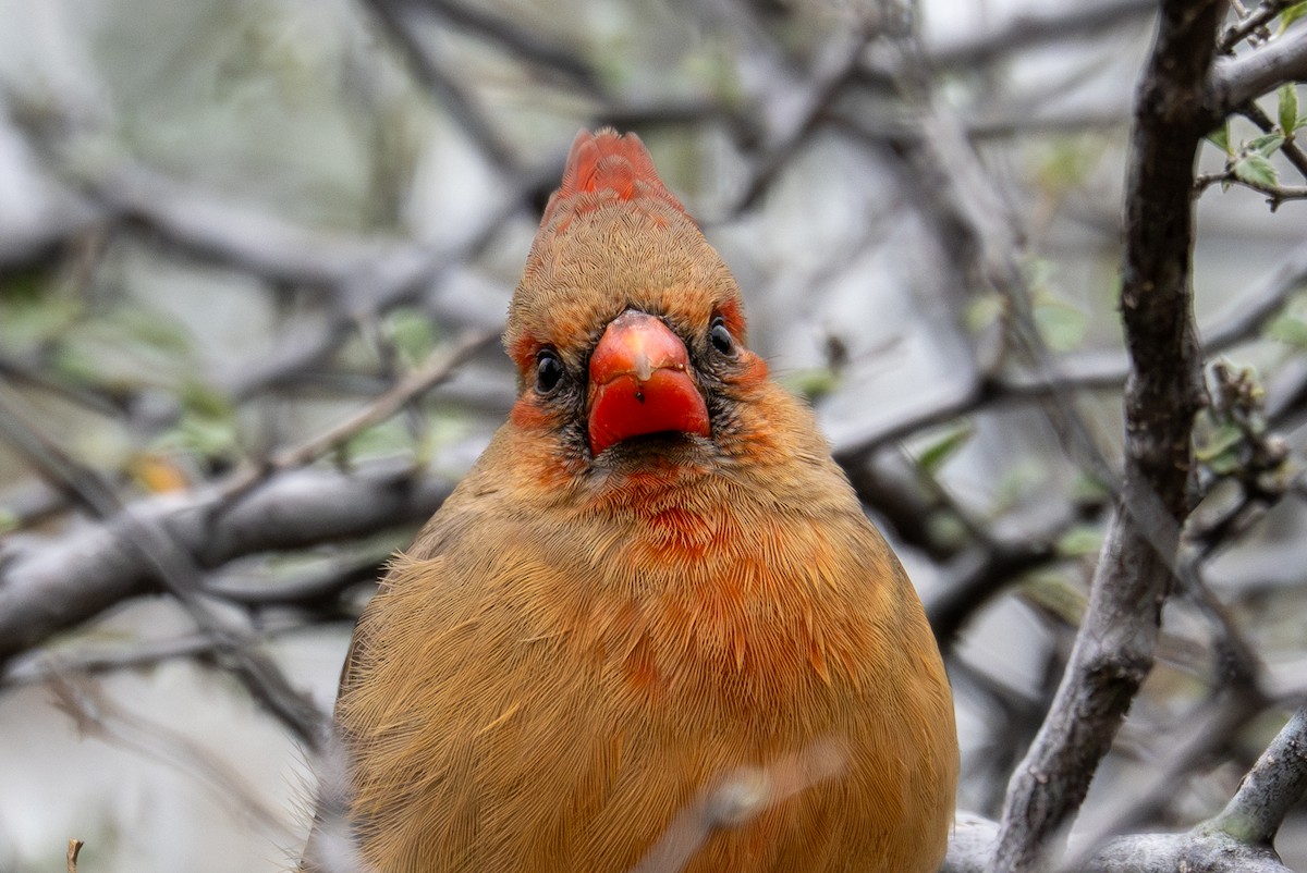 Northern Cardinal - ML647810621