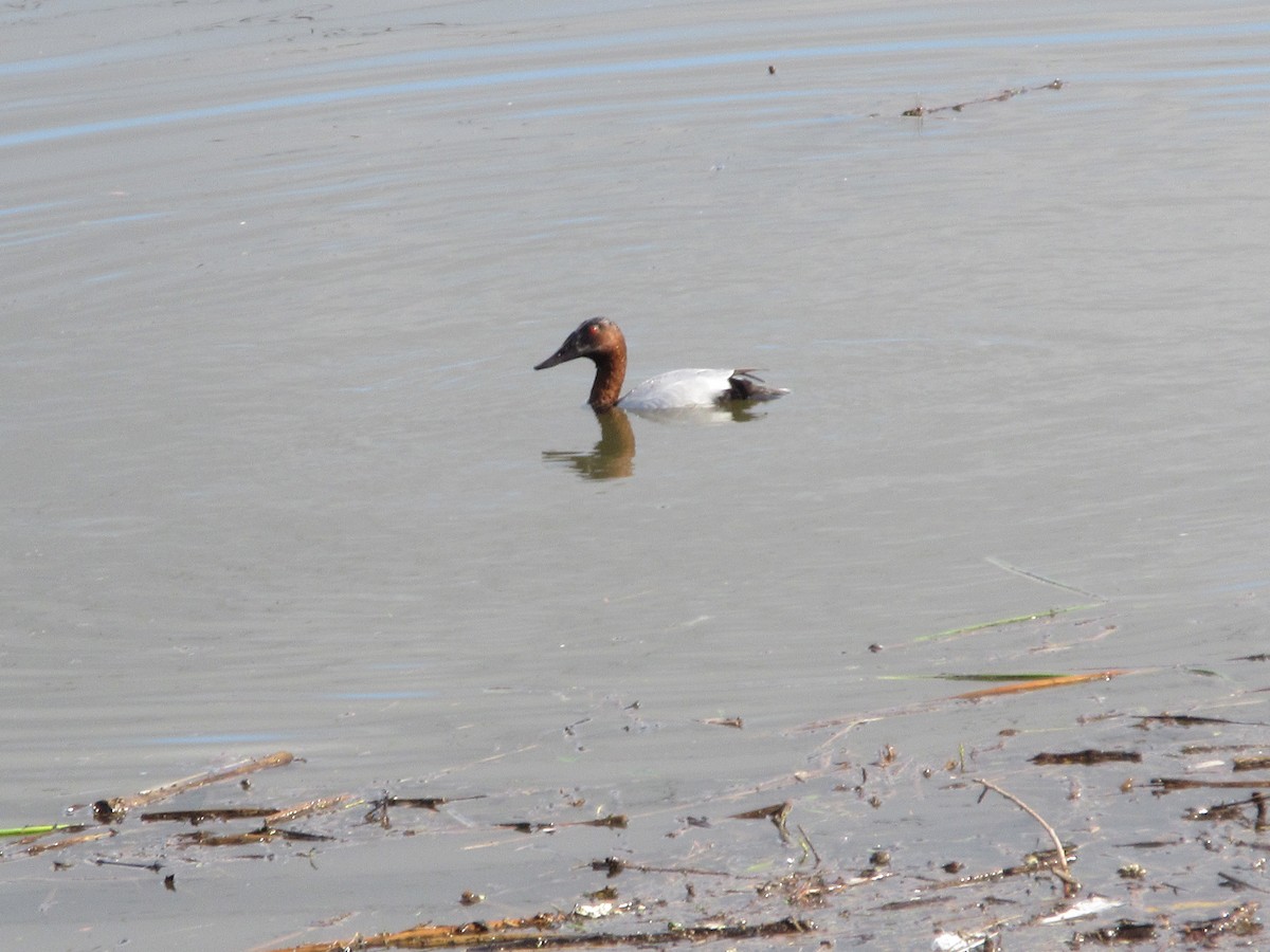 Murgilari bizkarzuria - ML647810623