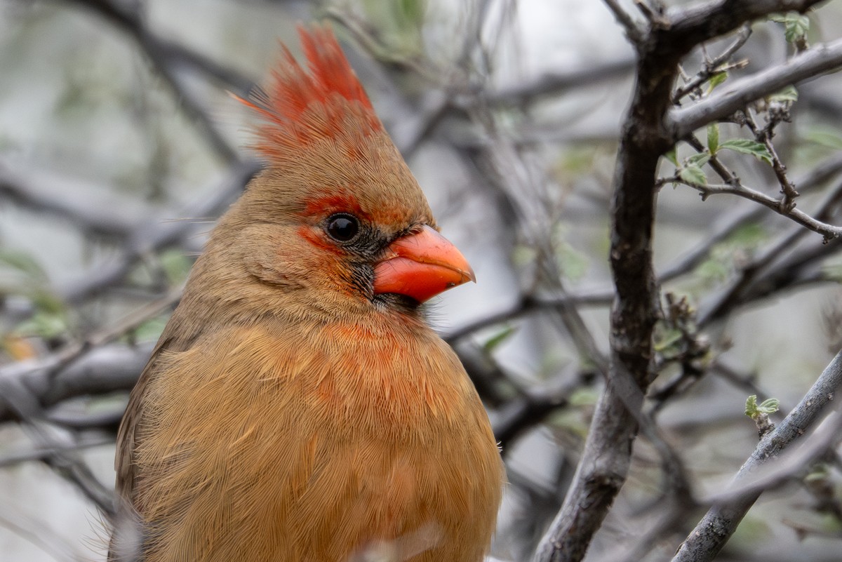 Northern Cardinal - ML647810624