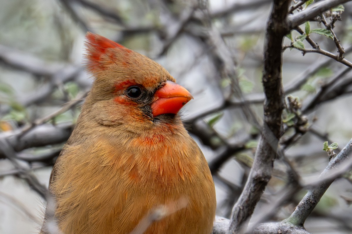 Northern Cardinal - ML647810625