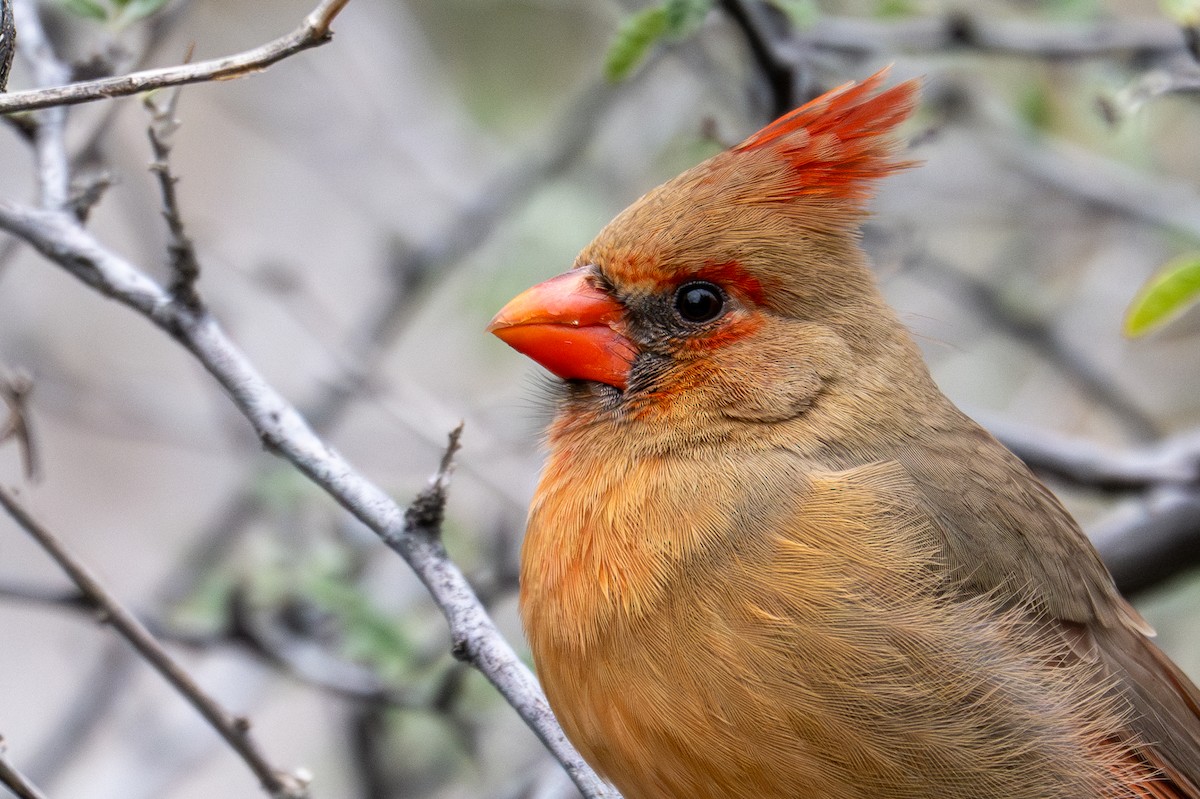 Northern Cardinal - ML647810629