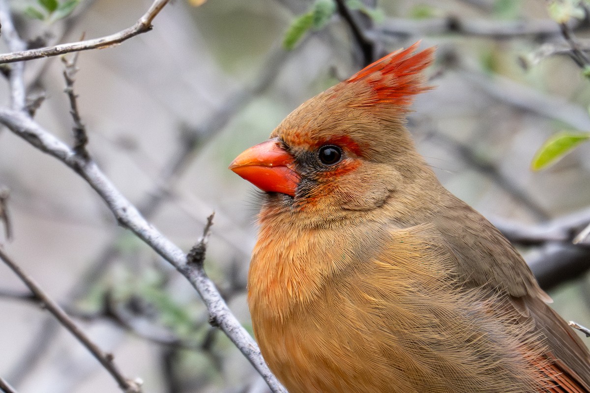 Northern Cardinal - ML647810630