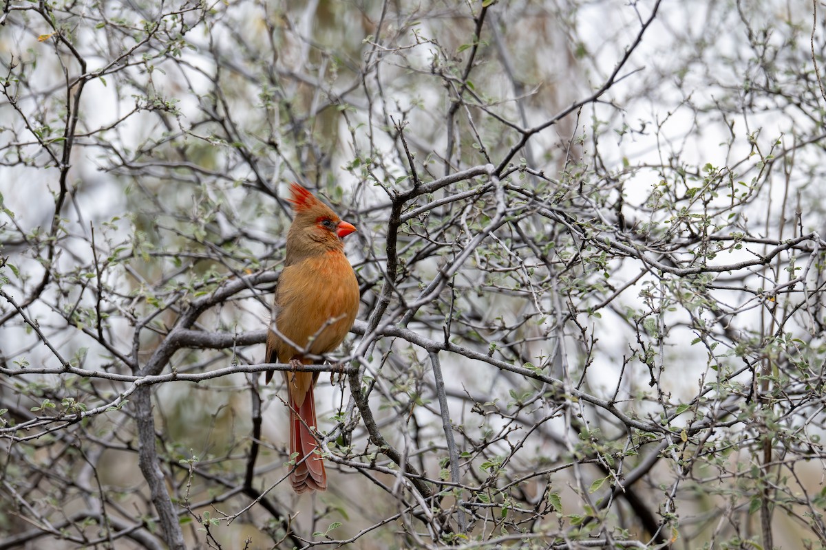 Northern Cardinal - ML647810631
