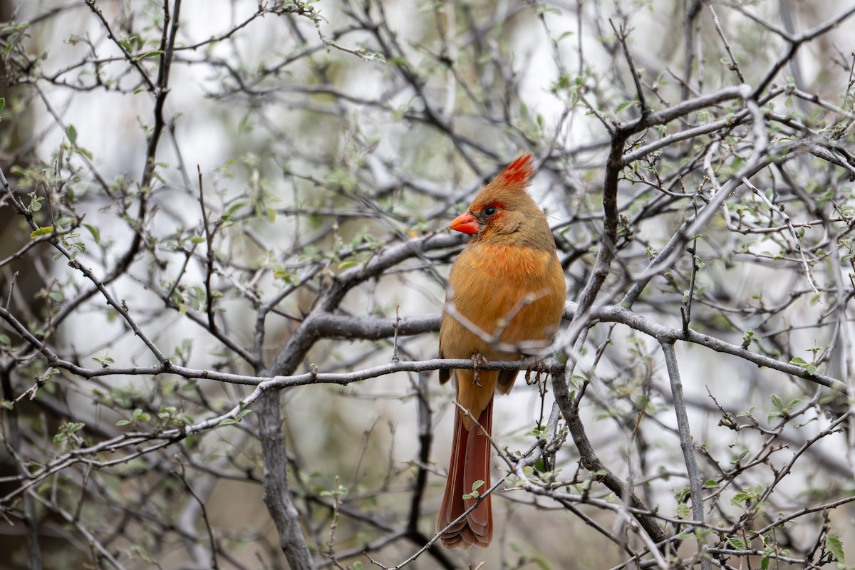 Northern Cardinal - ML647810632