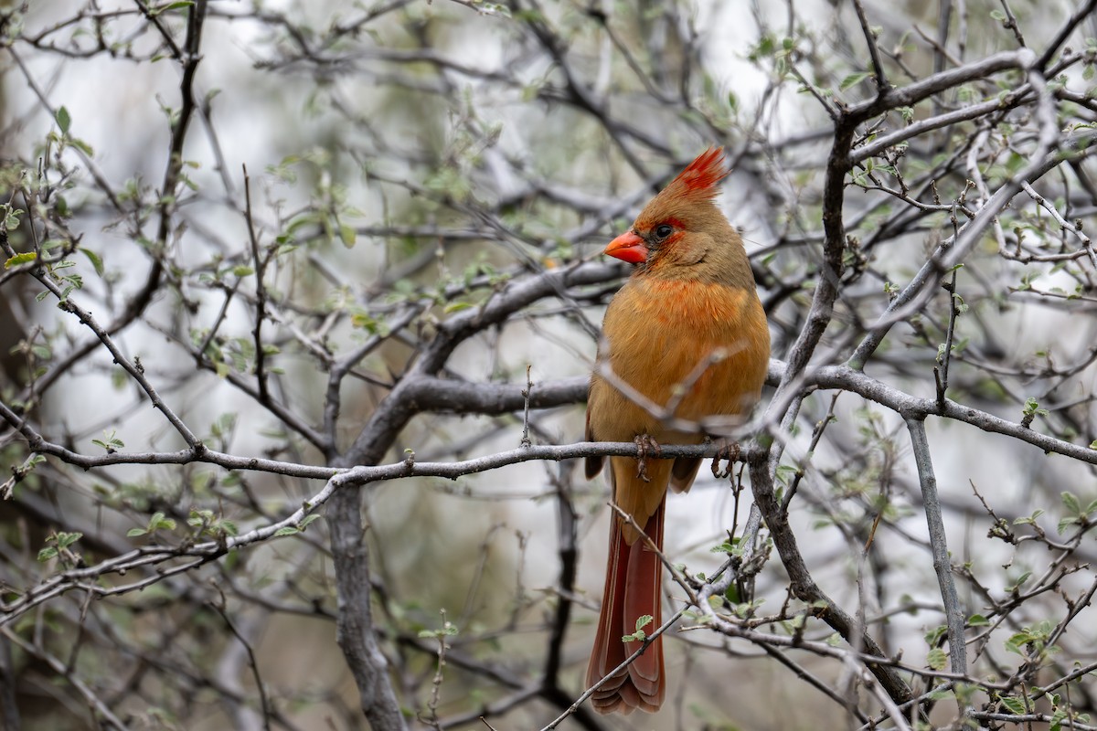 Northern Cardinal - ML647810633