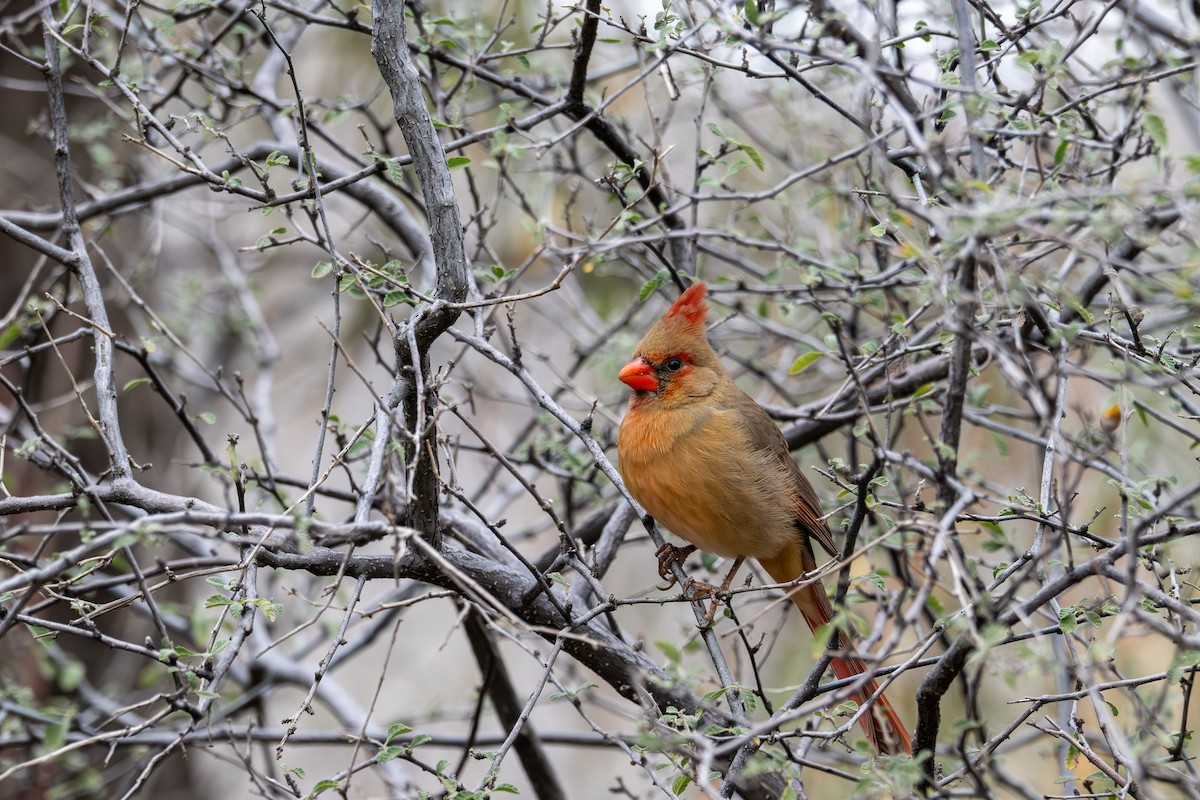 Northern Cardinal - ML647810634