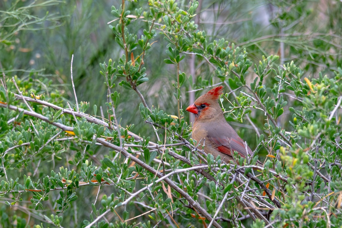 Northern Cardinal - ML647810635
