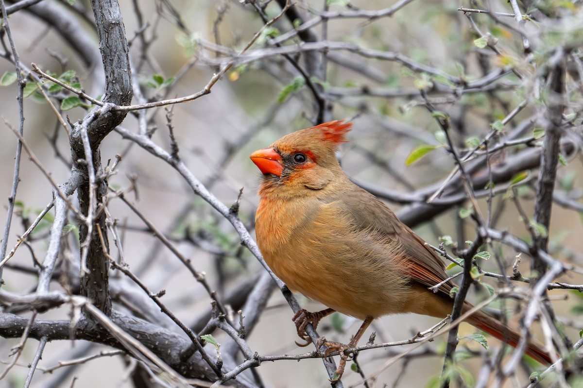 Northern Cardinal - ML647810636