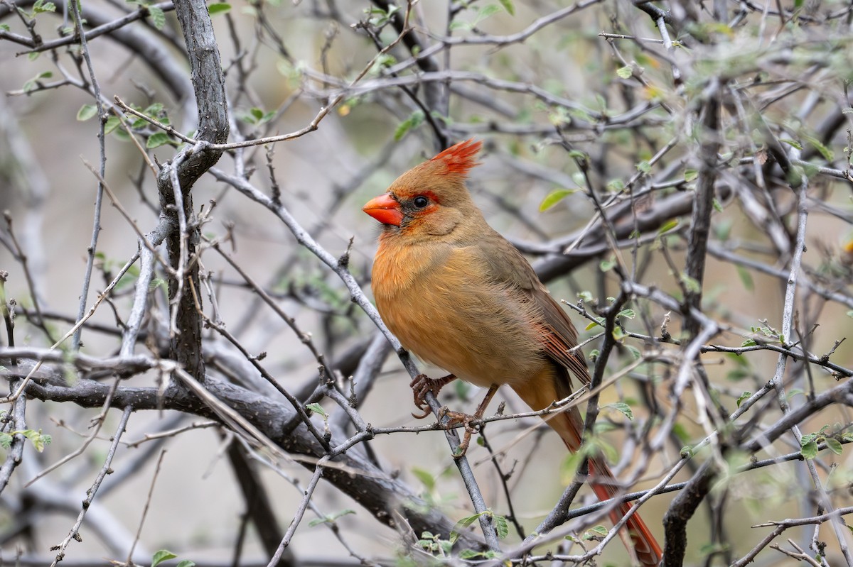 Northern Cardinal - ML647810638