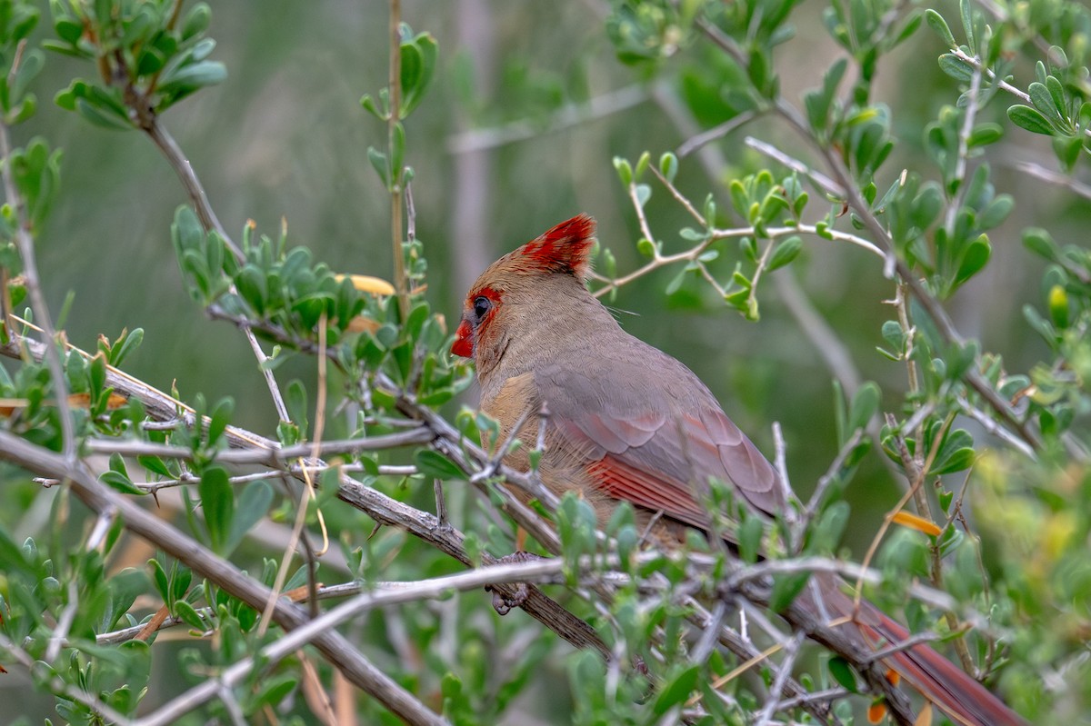 Northern Cardinal - ML647810639