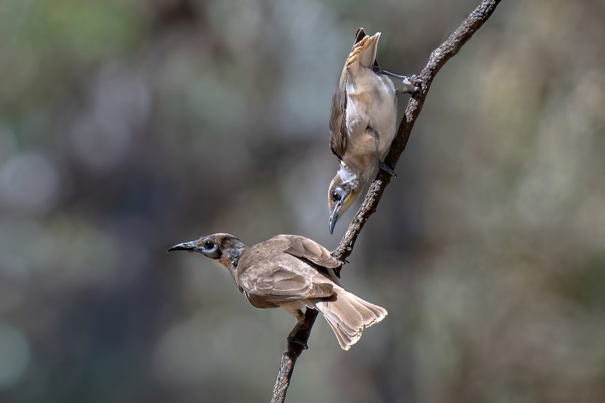 Little Friarbird - ML647810673