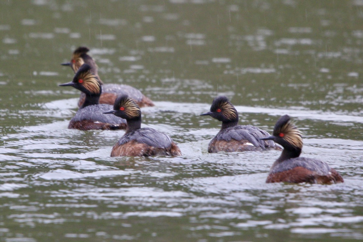 Grèbe à cou noir - ML647810680