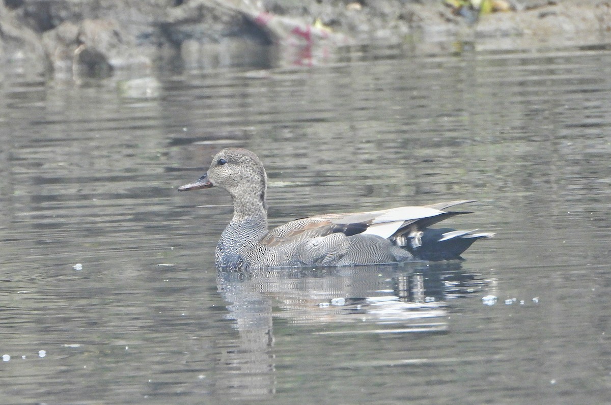 オカヨシガモ - ML647810685