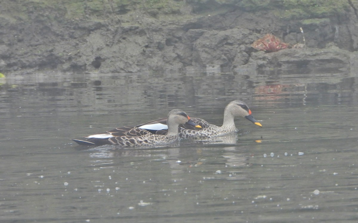 アカボシカルガモ - ML647810690