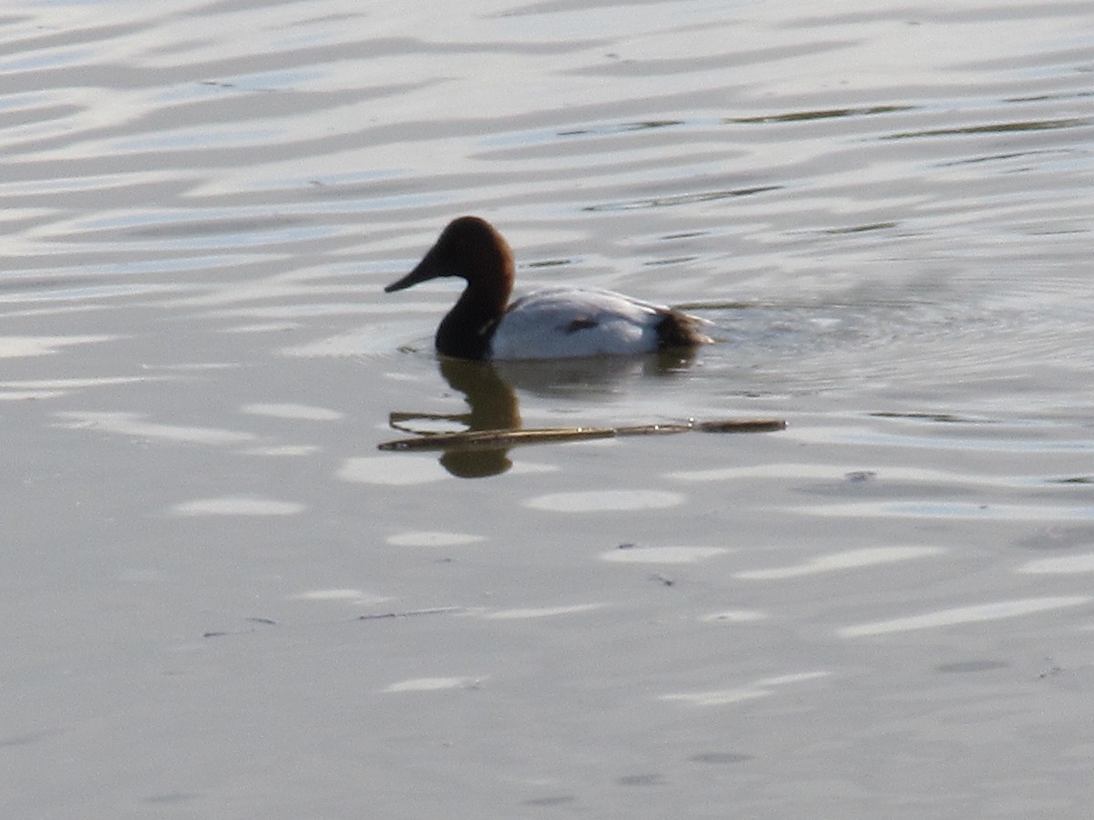 Murgilari bizkarzuria - ML647810695