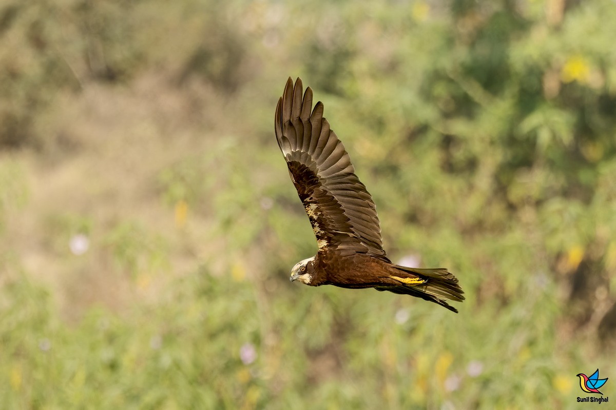 西方澤鵟 - ML647810702