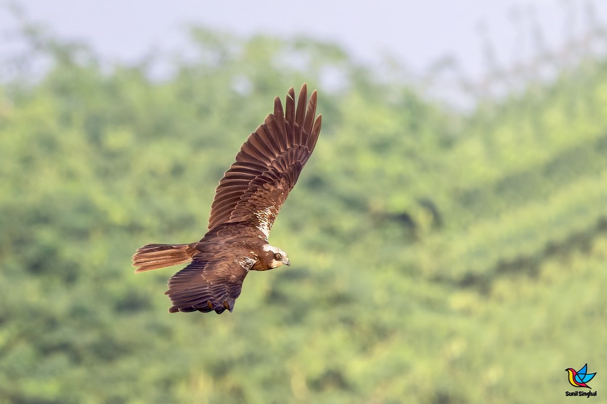 西方澤鵟 - ML647810703