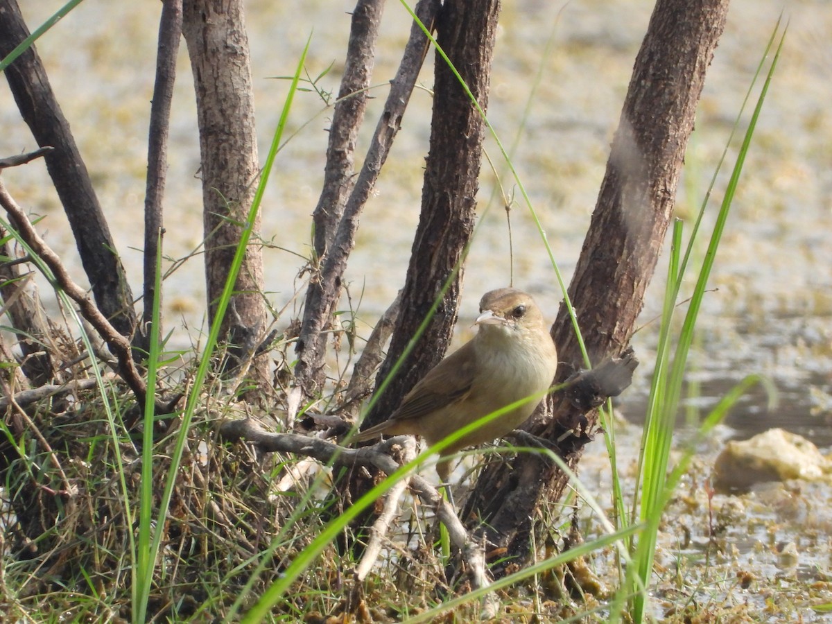 קנית אפריקנית - ML647810725