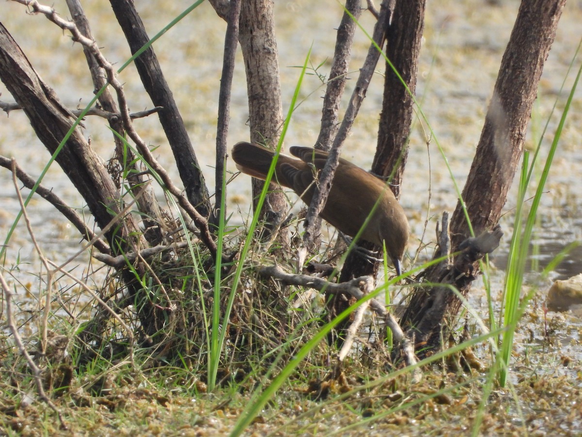 קנית אפריקנית - ML647810726