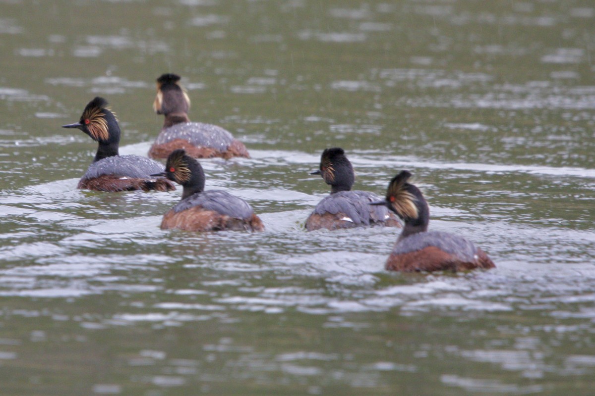 Grèbe à cou noir - ML647810738