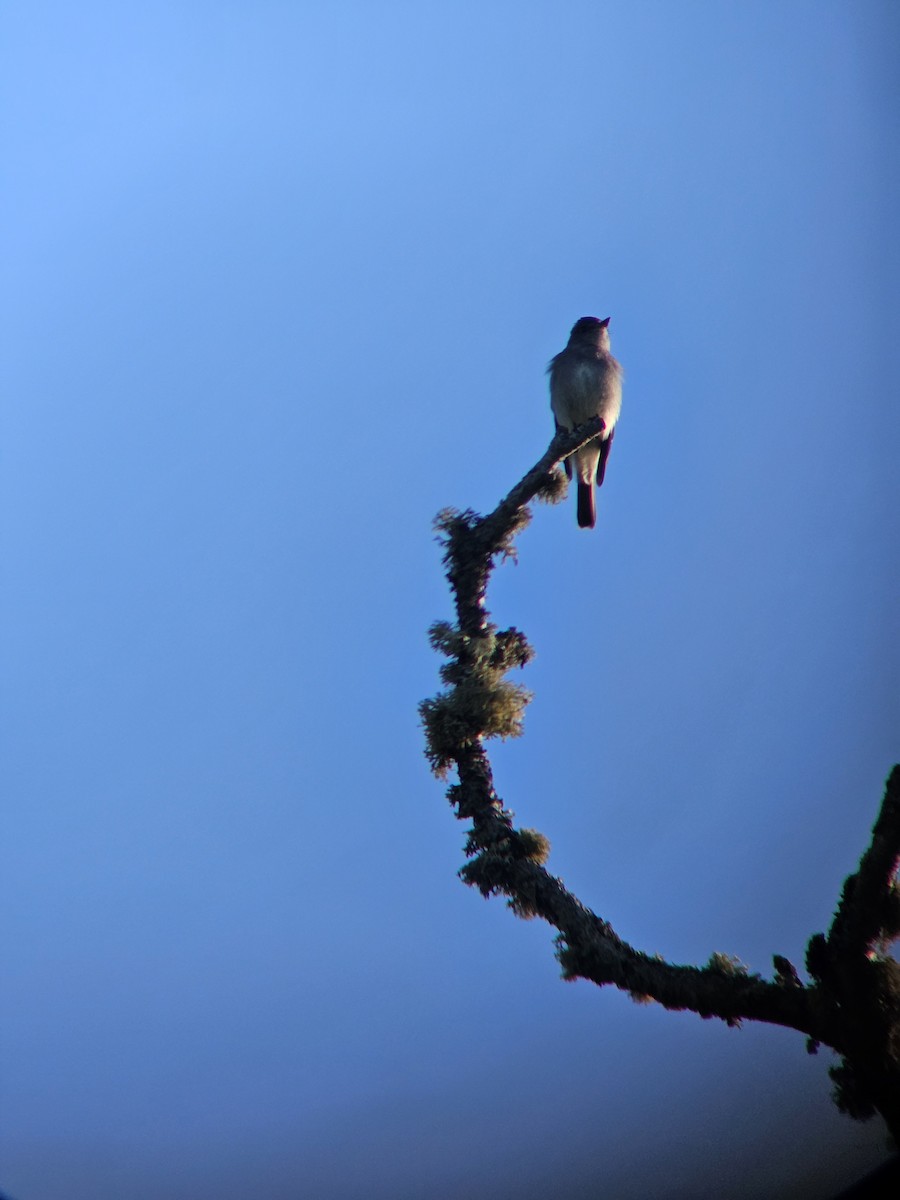 Western Wood-Pewee - ML647810741