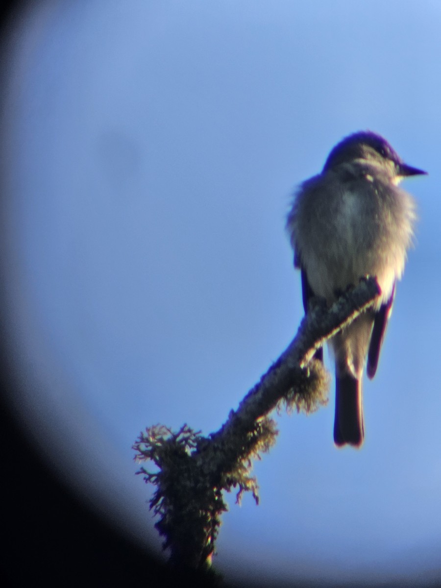 Western Wood-Pewee - ML647810742