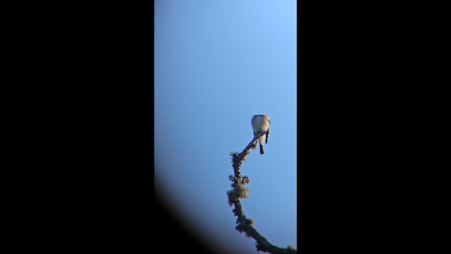 Western Wood-Pewee - ML647810743