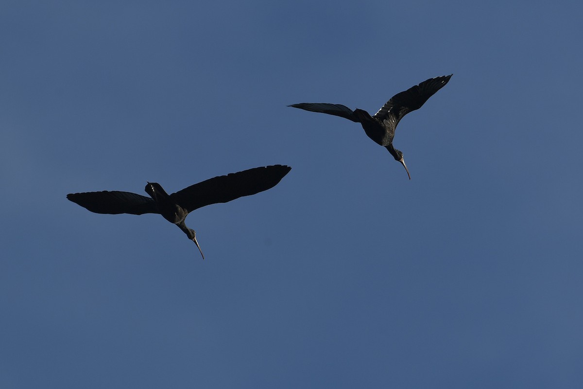 Ibis Afeitado - ML647810751