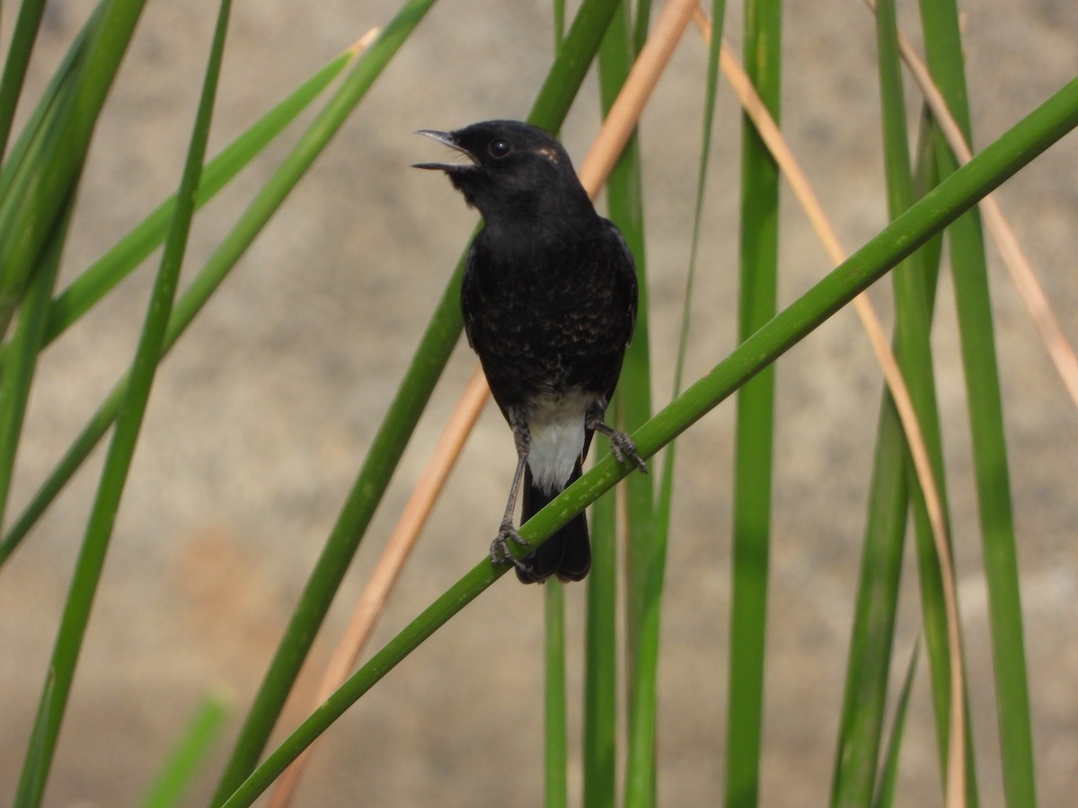 クロノビタキ - ML647810773