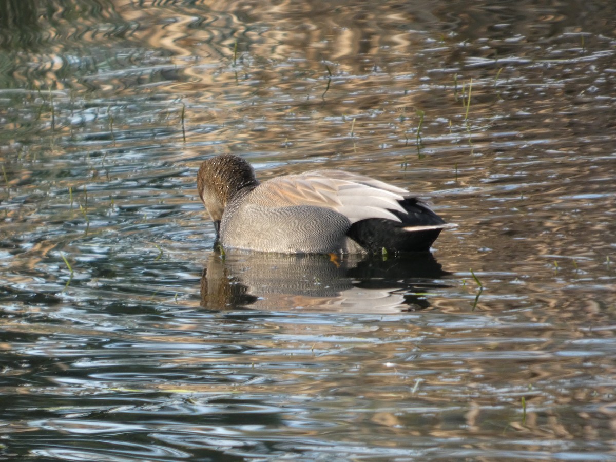 オカヨシガモ - ML647810775