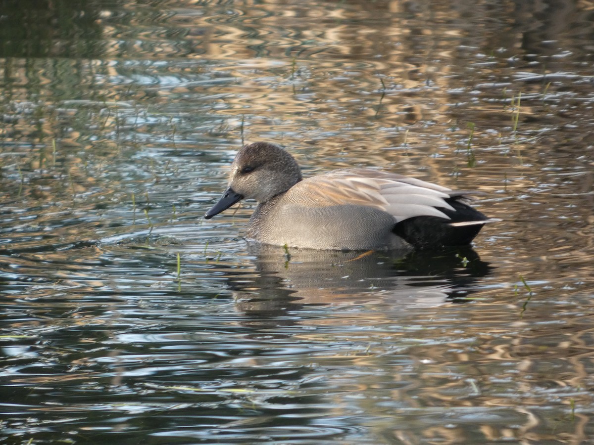 オカヨシガモ - ML647810776