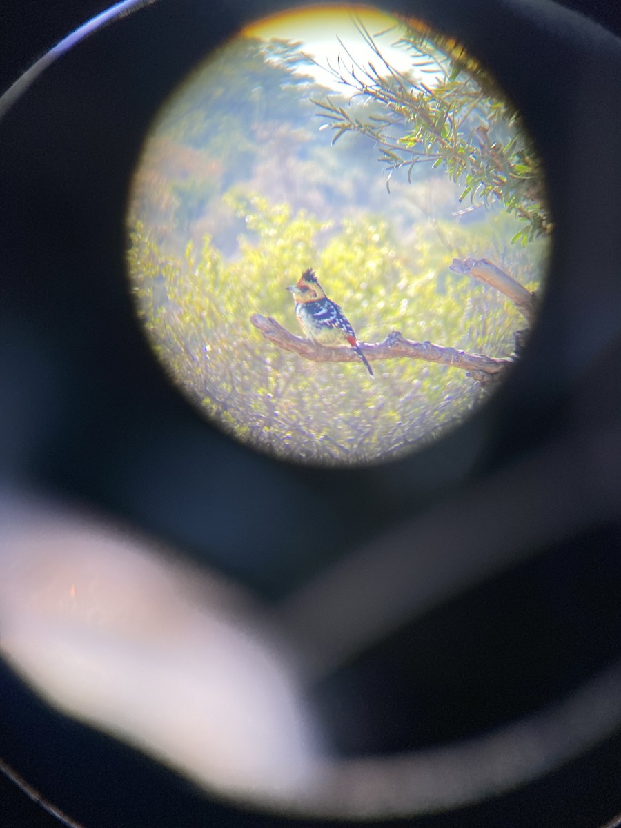 ムナオビオナガゴシキドリ - ML647810777