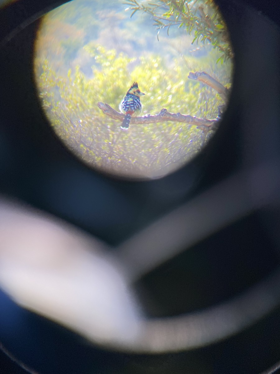 ムナオビオナガゴシキドリ - ML647810778