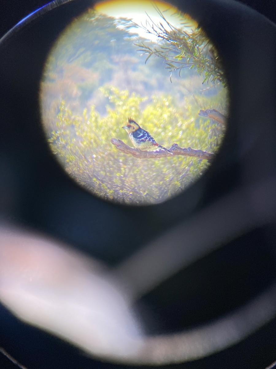 ムナオビオナガゴシキドリ - ML647810779