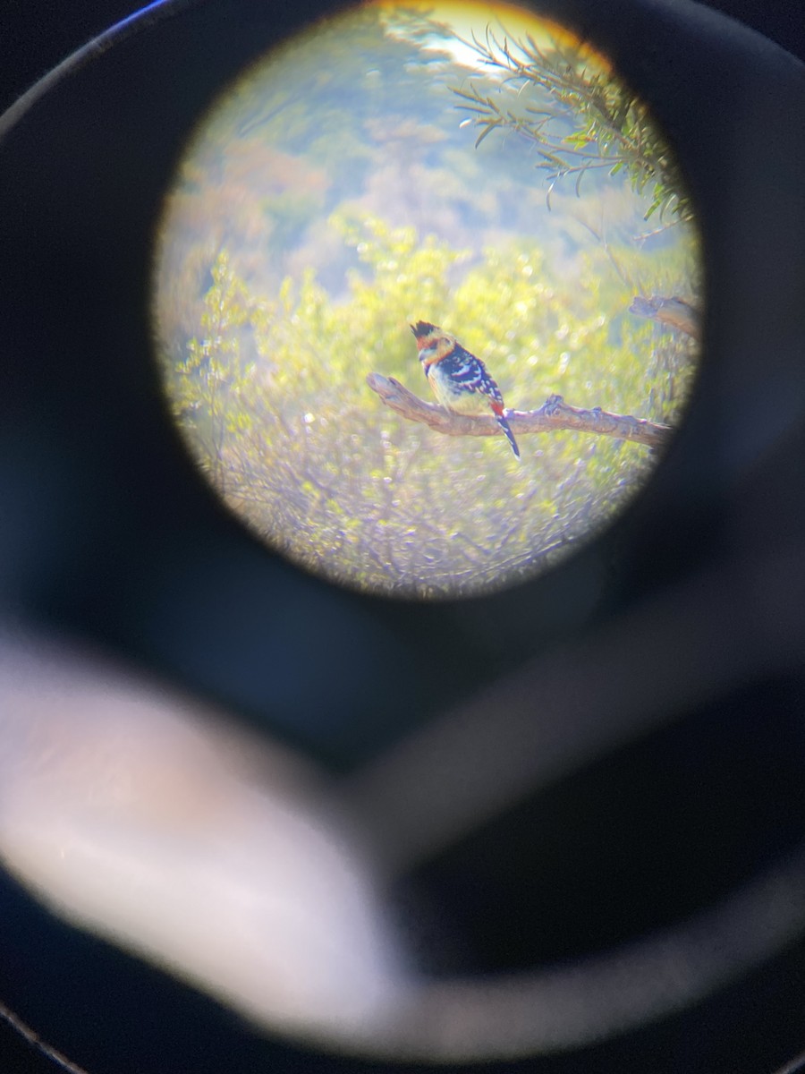 ムナオビオナガゴシキドリ - ML647810780