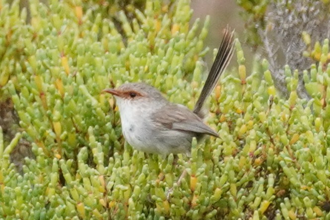 ルリオーストラリアムシクイ - ML647810781