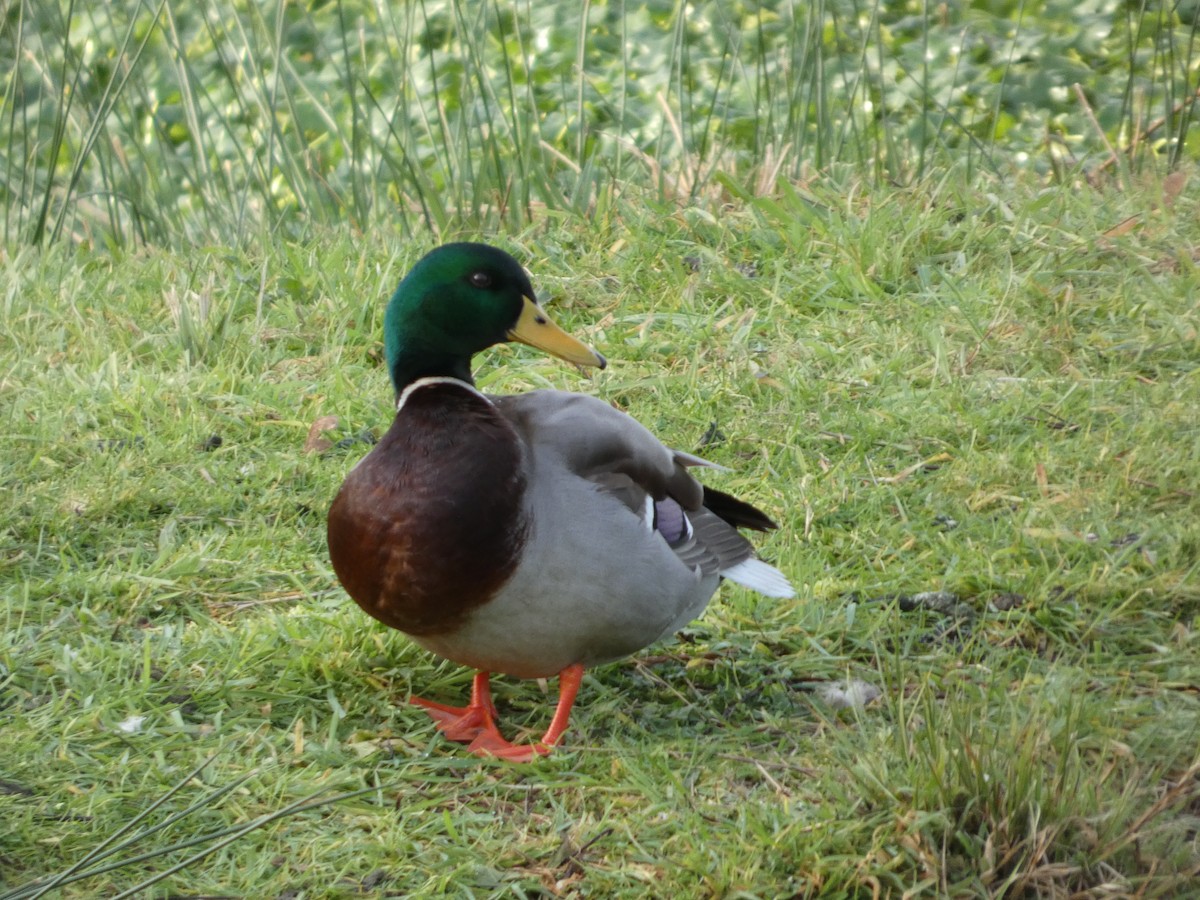 マガモ - ML647810782