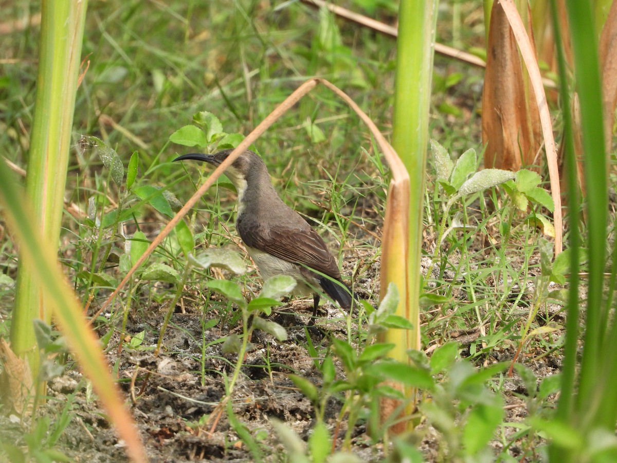 ムラサキタイヨウチョウ - ML647810784