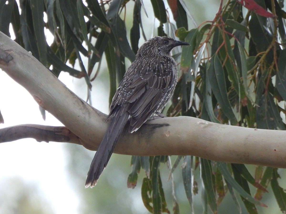 ハイガシラミツスイ - ML647810785