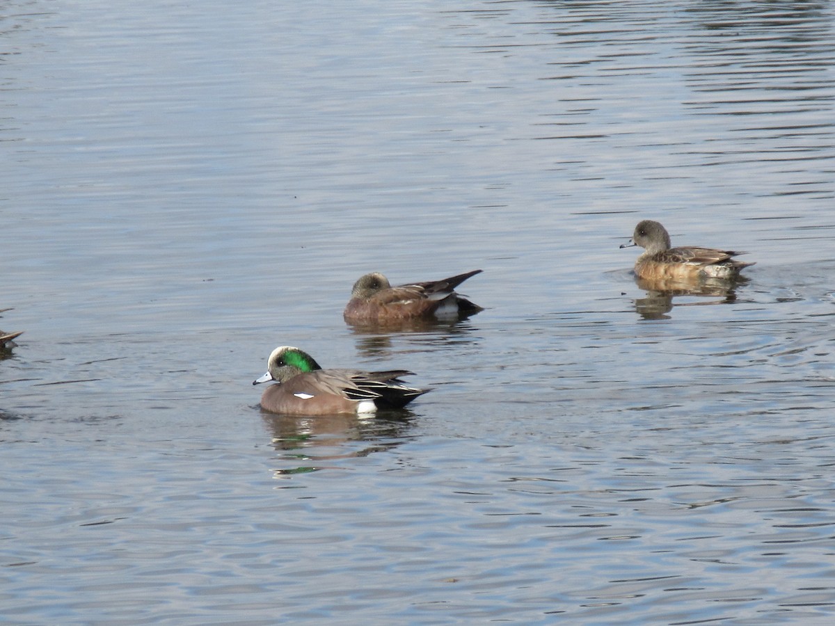 アメリカヒドリ - ML647810787