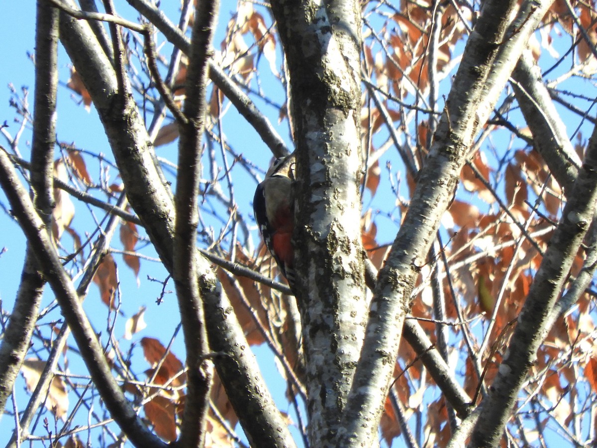 アカゲラ - ML647810788