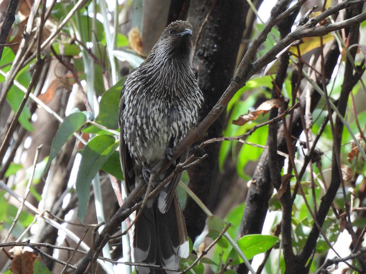 ハイガシラミツスイ - ML647810789