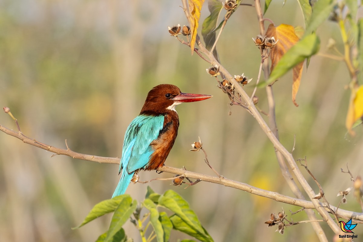 アオショウビン - ML647810790