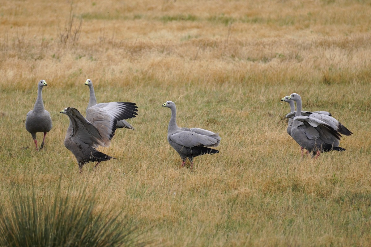 ロウバシガン - ML647810792