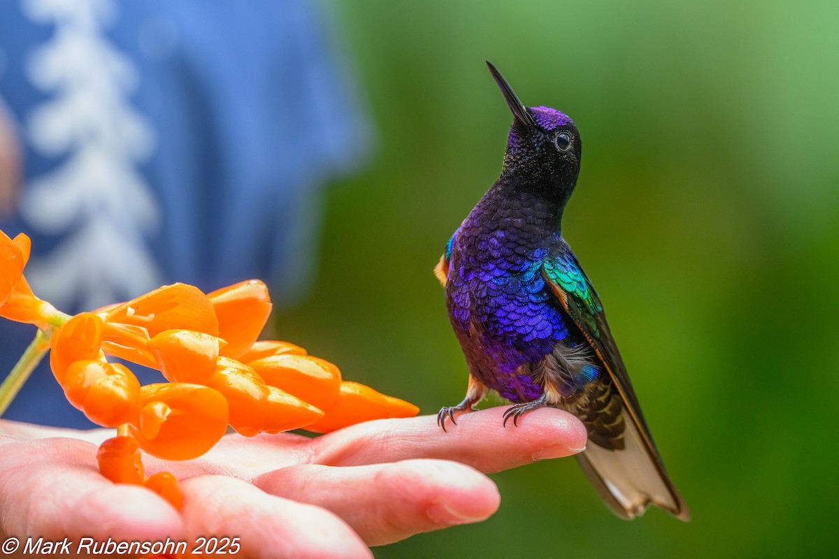 フジイロハチドリ - ML647810793