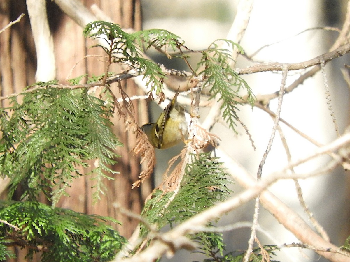 キクイタダキ - ML647810794