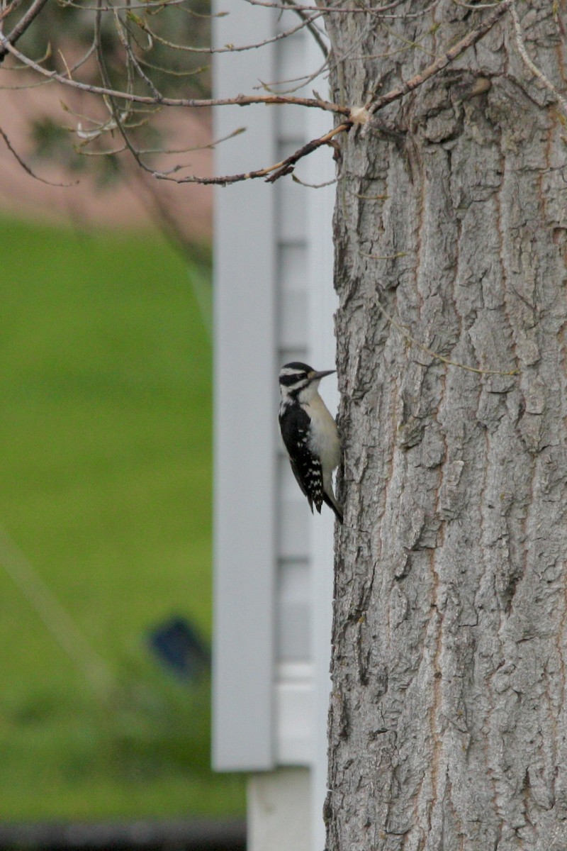 セジロアカゲラ - ML647810795