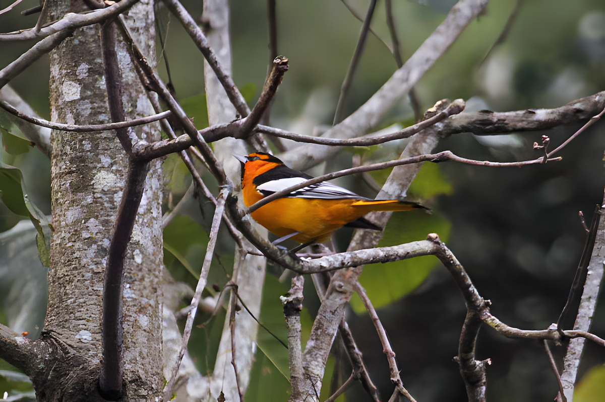 ビュラックムクドリモドキ - ML647810796