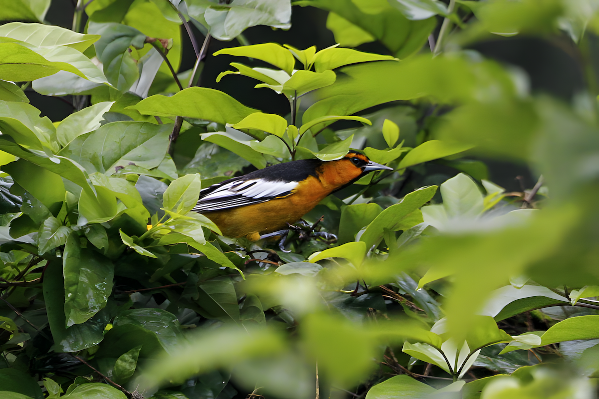 ビュラックムクドリモドキ - ML647810797